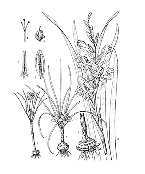 Natural compounds from  Crocus sativus